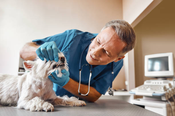 Best Emergency Dentist for Special Needs Patients in Dover, FL